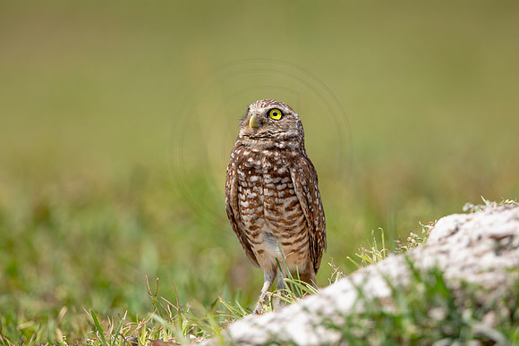 671 burrowing owl (6F3A1022) April 17, 2021