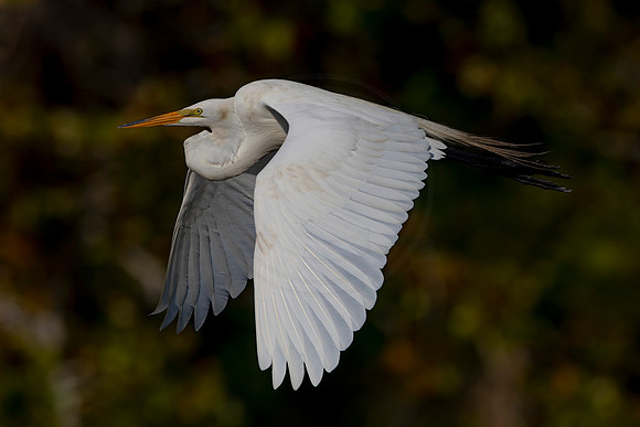 1009 egret (6F3A3298) April 18, 2021