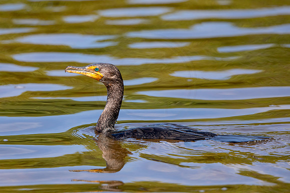 222 cormorant (6F3A7095) April 15, 2021