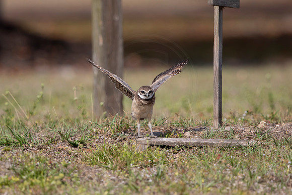 1239 burrowing owl (6F3A5872) April 18, 2021