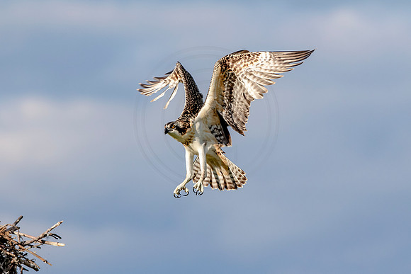Osprey in Crown Point