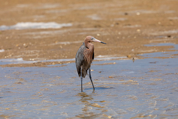 259 reddish egret (6F3A7363) April 15, 2021