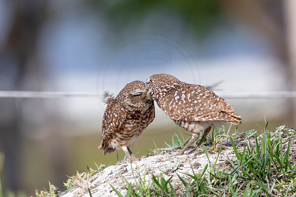 588 burrowing owl (6F3A0325) April 17, 2021