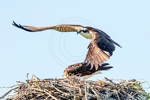 Osprey in Crown Point
