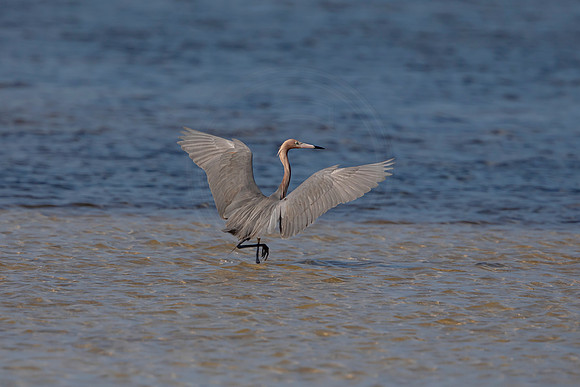 80 reddish egret (6F3A6055) April 15, 2021