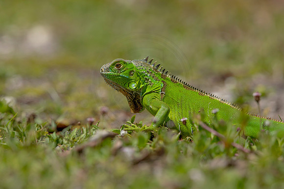 310 iguana (6F3A8006) April 15, 2021