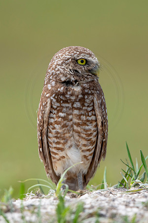 698 burrowing owl (6F3A1186) April 17, 2021