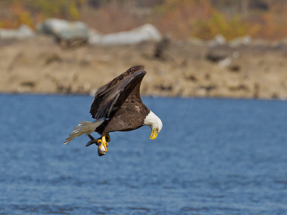 Bald Eagle at Conowingo
