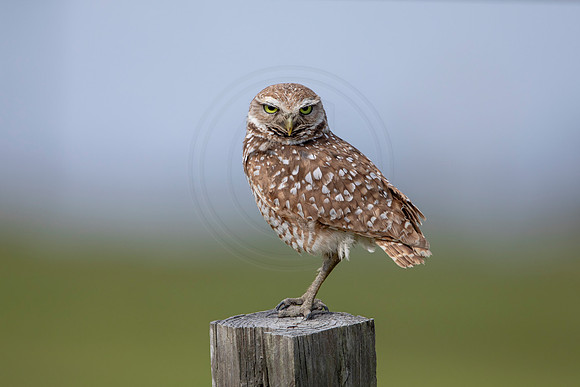 622 burrowing owl (6F3A0536) April 17, 2021