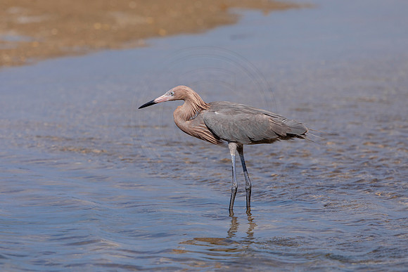 194 reddish egrets (6F3A6822) April 15, 2021