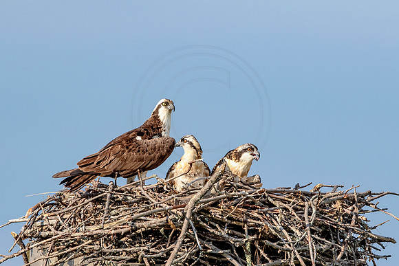Osprey in Crown Point