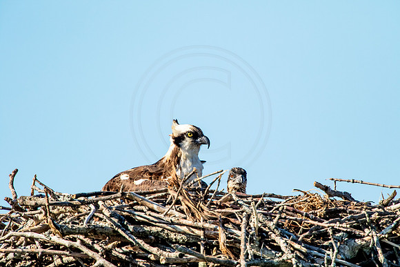 Osprey in Crown Point