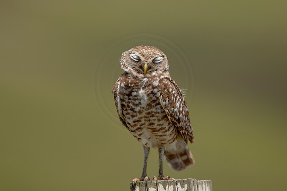 708 burrowing owl (6F3A1270) April 17, 2021
