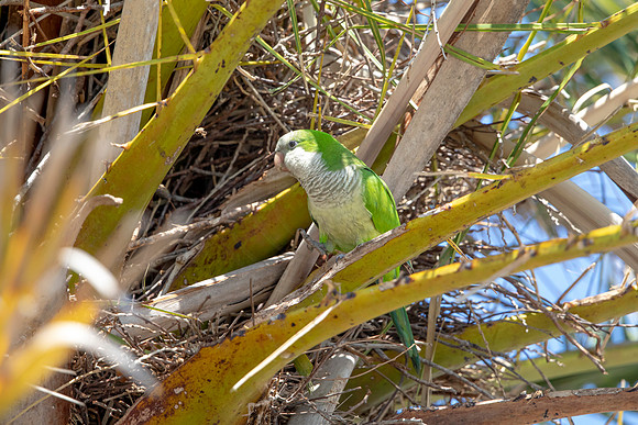 1210 monk parakeet (6F3A5243) April 18, 2021