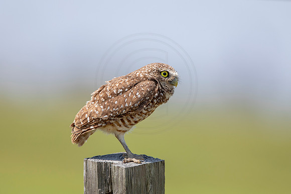 666 burrowing owl (6F3A0994) April 17, 2021