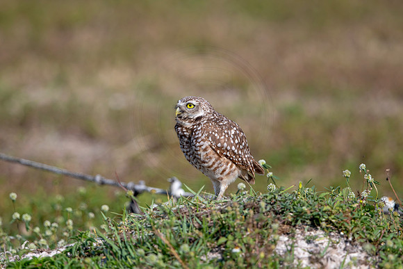 580 burrowing owl (6F3A0259) April 17, 2021