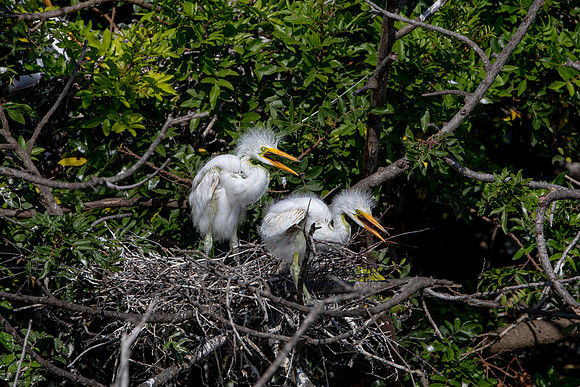 1102 egrets (6F3A4069) April 18, 2021