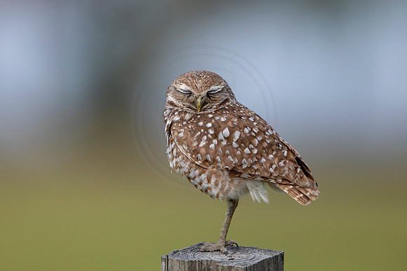 607 burrowing owl (6F3A0433) April 17, 2021