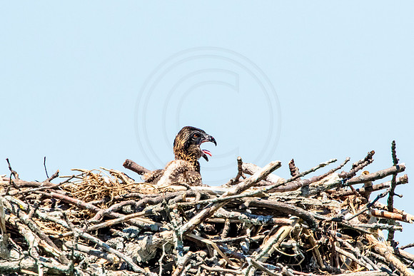 Osprey in Crown Point