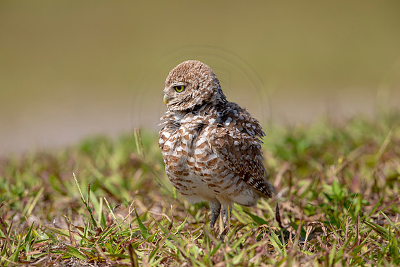 877 burrowing owl (6F3A2226) April 17, 2021