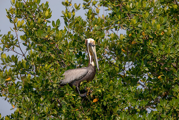 454 pelican (6F3A8870) April 15, 2021