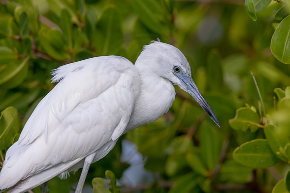 104 juvenile little blue heron (6F3A6220) April 15, 2021