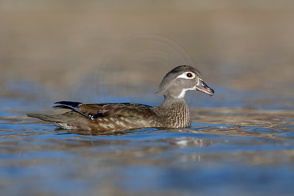 280 wood duck (AF3A4513) March 20, 2021