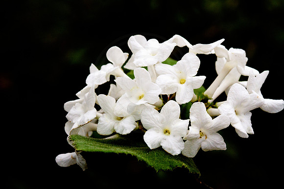 Spring Flowers