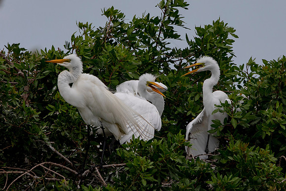 1167 egret (6F3A4796) April 18, 2021