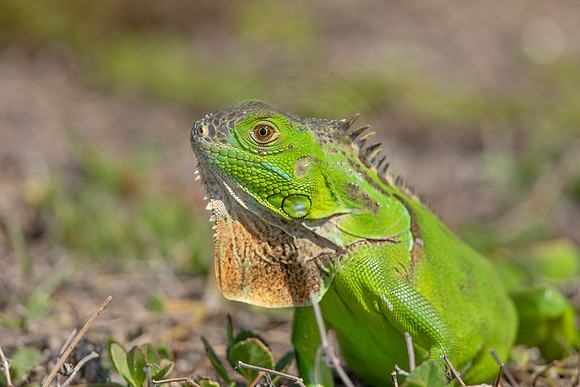 468 iguana (6F3A8941) April 15, 2021