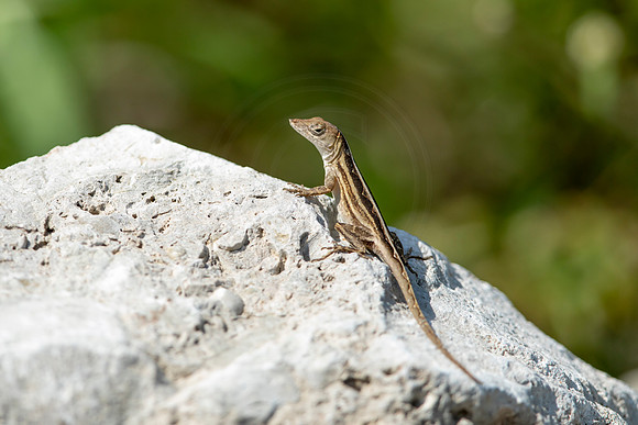 218 lizard (6F3A7033) April 15, 2021
