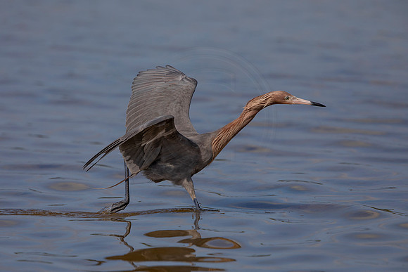 93 reddish egret (6F3A6123) April 15, 2021
