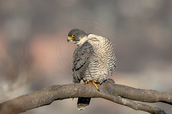 140 peregrine falcon (AF3A2794) March 7, 2021