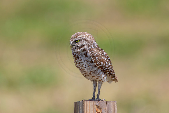 743 burrowing owl (6F3A1471) April 17, 2021