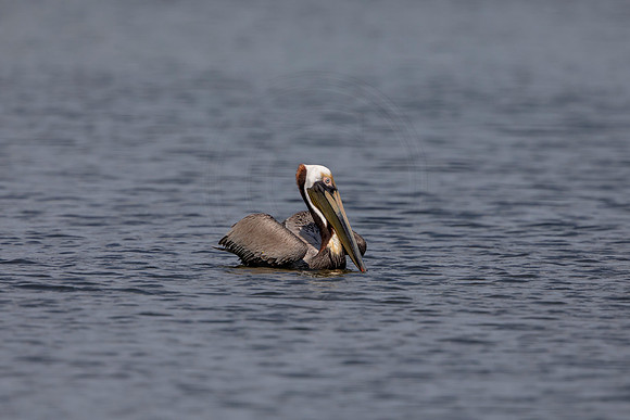 433 pelican (6F3A8771) April 15, 2021