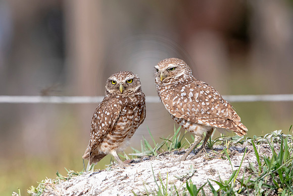 589 burrowing owl (6F3A0333) April 17, 2021