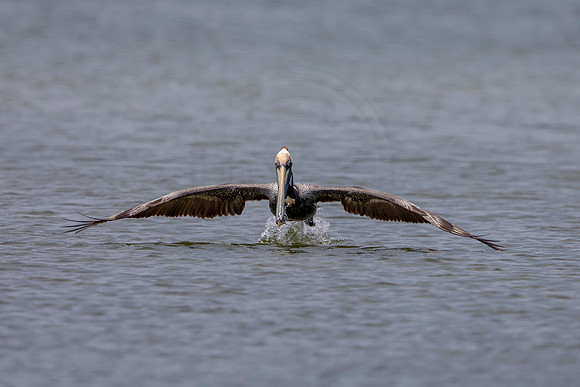 325 pelican (6F3A8198) April 15, 2021
