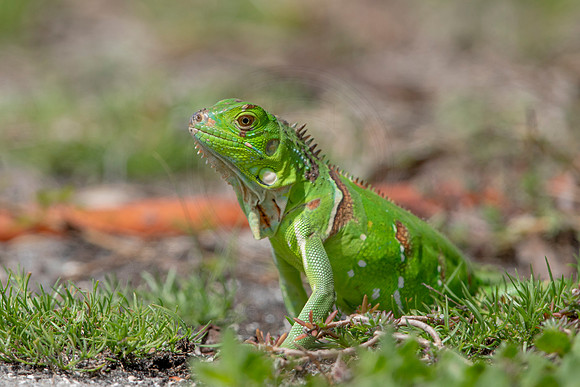 345 iguana (6F3A8304) April 15, 2021