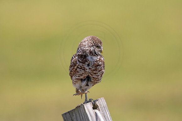 760 burrowing owl (6F3A1556) April 17, 2021
