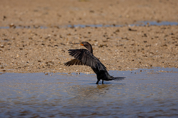 226 cormorant (6F3A7135) April 15, 2021