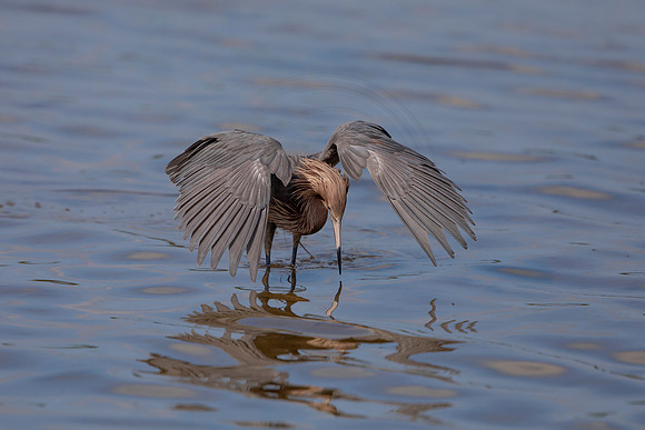 94 reddish egret (6F3A6127) April 15, 2021