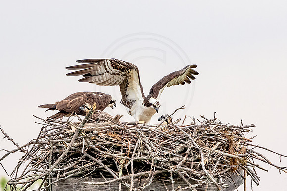Osprey in Crown Point