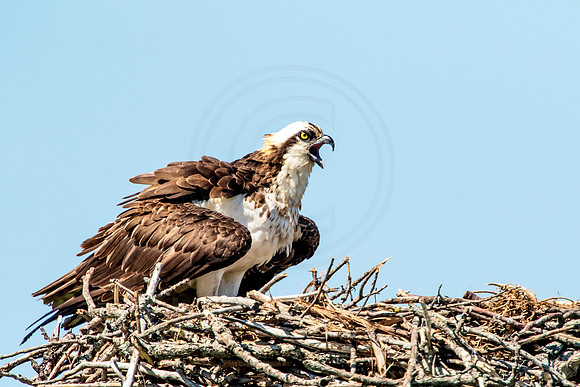 Osprey in Crown Point
