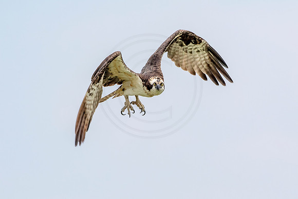Osprey in Crown Point