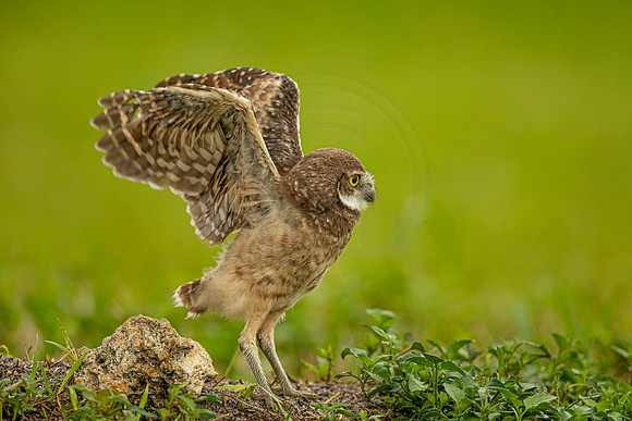 70 burrowing owl (6F3A2269) April 21, 2021