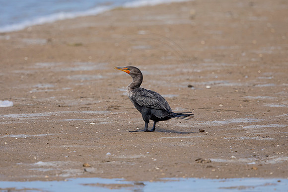 238 cormorant (6F3A7219) April 15, 2021