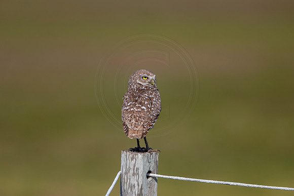 583 burrowing owl (6F3A0314) April 17, 2021