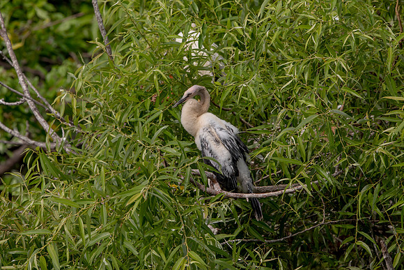 1136 anhinga (6F3A4311) April 18, 2021
