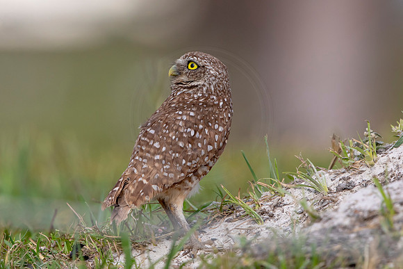 592 burrowing owl (6F3A0350) April 17, 2021