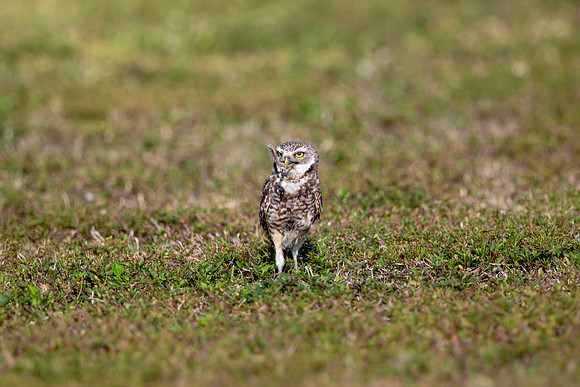 575 burrowing owl (6F3A0182) April 17, 2021